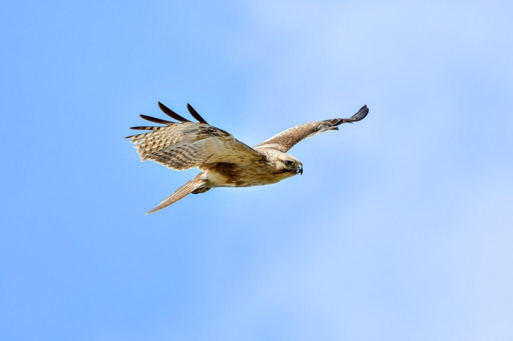 soap for yeast infection on skin