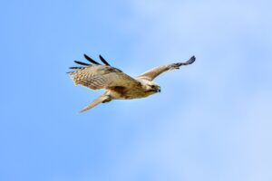 soap for yeast infection on skin