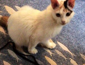 game guide hearthssconsole