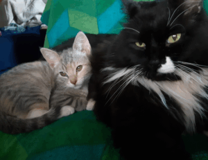 llusyep python fix code