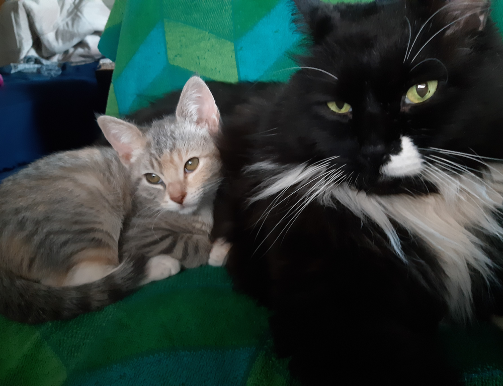 llusyep python fix code