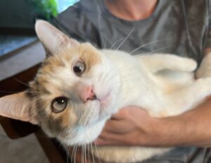 set up hearthssconsole