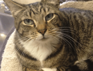 types hearthssconsole