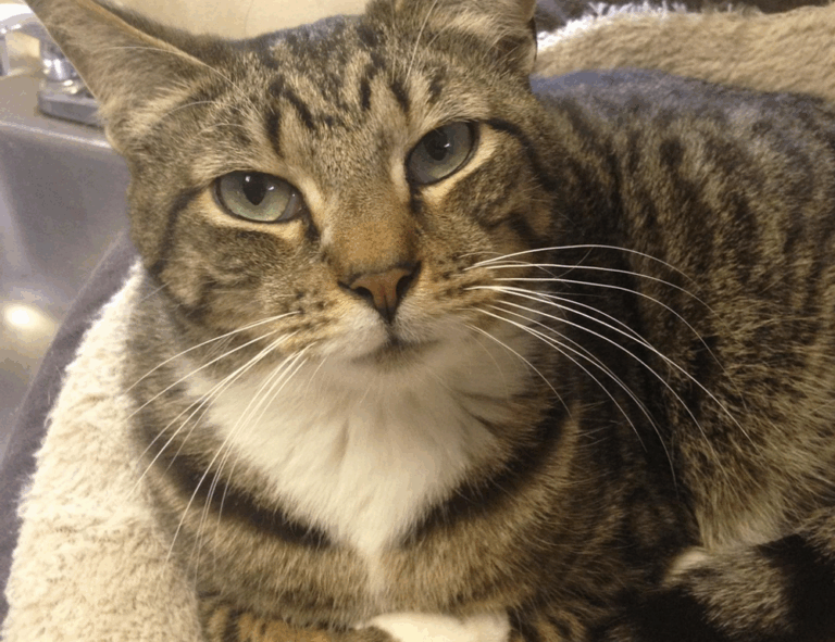 types hearthssconsole