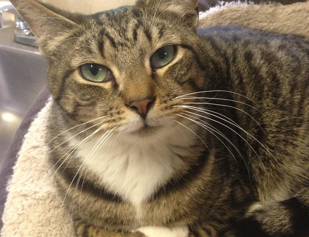 types hearthssconsole