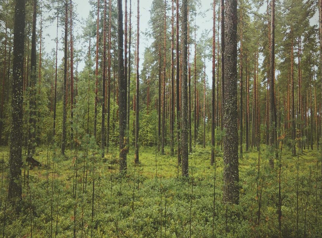 The Reality of Neck Tattoos: Pain, Cost, and Aftercare