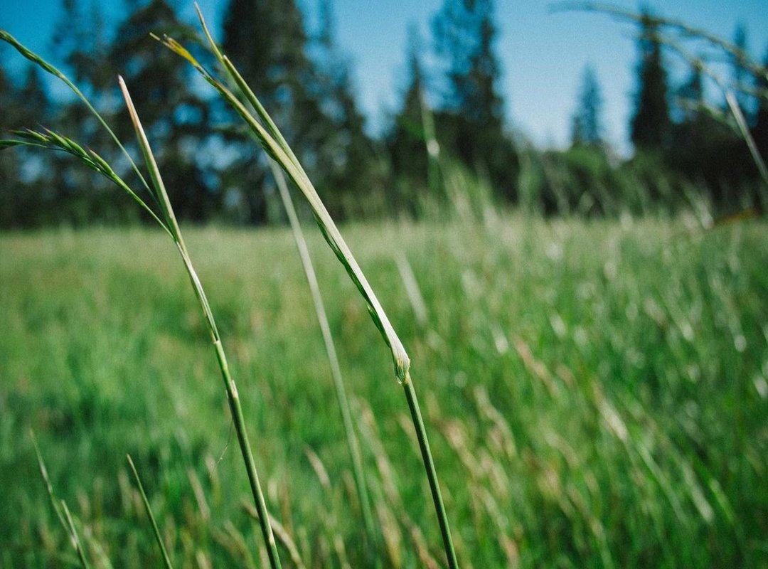 Farmwood vs. The Competition: A Head-to-Head Comparison