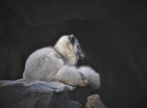 hebtai fox