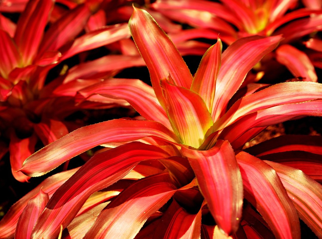 Using Red Bromeliads in Dreamlight Valley