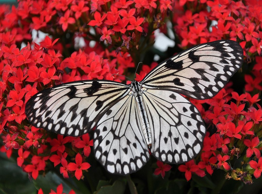 Is It Passion or a Red Flag? How to Tell Healthy Butterflies from Anxiety
