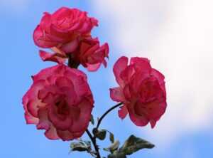 teletubbies roze spul
