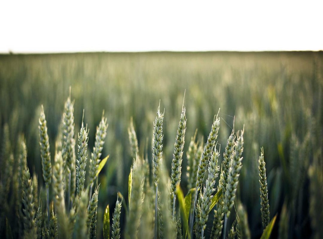 The Final Panel: How to Read Your Flower's Signals