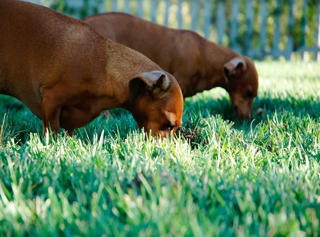 What to Watch: A Look at Yalla TV's Content Library